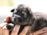 À réserver : 11 chiots Altdeutscher Schäferhund non LOF de juin 2026