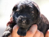 À réserver : 11 chiots Altdeutscher Schäferhund non LOF de juin 2026