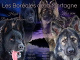 À réserver : 11 chiots Altdeutscher Schäferhund non LOF de juin 2026