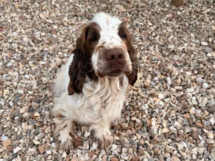Chienne Cocker Spaniel Anglais blanche et chocolat LOF à vendre