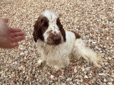 Chienne Cocker Spaniel Anglais blanche et chocolat LOF à vendre