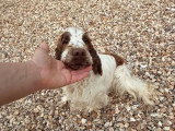 Chienne Cocker Spaniel Anglais blanche et chocolat LOF à vendre
