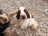 Chienne Cocker Spaniel Anglais blanche et chocolat LOF à vendre