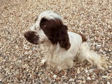 Chienne Cocker Spaniel Anglais blanche et chocolat LOF à vendre