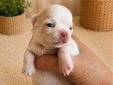 Chiot Chihuahua mâle crème  non LOF né mai 2026 à réserver