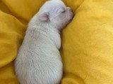 Chiot Chihuahua mâle crème non LOF né mai 2026 à réserver