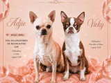 Chiot Chihuahua mâle crème non LOF né mai 2026 à réserver