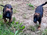 2 chiots Berger Belge Malinois charbonnés LOF nés en mars 2026 à vendre