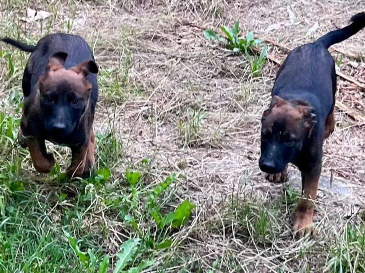 2 chiots Berger Belge Malinois charbonnés LOF nés en mars 2026 à vendre
