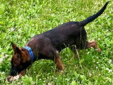 2 chiots Berger Belge Malinois charbonnés LOF nés en mars 2026 à vendre