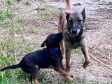 2 chiots Berger Belge Malinois charbonnés LOF nés en mars 2026 à vendre
