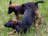 2 chiots Berger Belge Malinois charbonnés LOF nés en mars 2026 à vendre