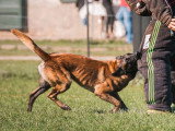 2 chiots Berger Belge Malinois charbonnés LOF nés en mars 2026 à vendre