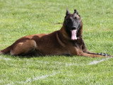 2 chiots Berger Belge Malinois charbonnés LOF nés en mars 2026 à vendre
