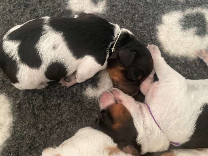 Chiots Épagneul Breton à vendre
