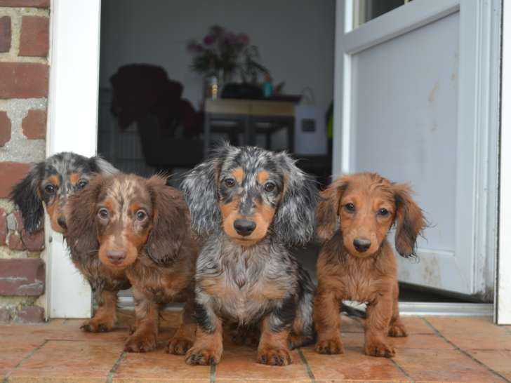 Chiots Teckel Nain à poil long à vendre