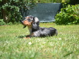 Chiots Teckel Nain à poil long à vendre