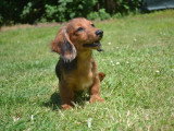 Chiots Teckel Nain à poil long à vendre