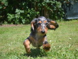 Chiots Teckel Nain à poil long à vendre