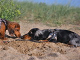 Chiots Teckel Nain à poil long à vendre