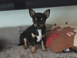 Chiot Chihuahua femelle de janvier 2026 à vendre non LOF
