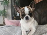 Chiot Chihuahua femelle de janvier 2026 à vendre non LOF