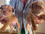 Chiots American Bully pocket à vendre