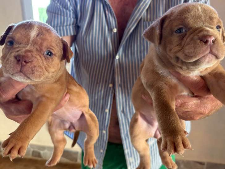 Chiots American Bully pocket à vendre