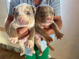 Chiots American Bully pocket à vendre