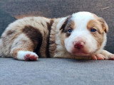 Chiot Border Collie mâle rouge merle tricolore LOF de mai 2026 à réserver
