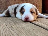 Chiot Border Collie mâle rouge merle tricolore LOF de mai 2026 à réserver