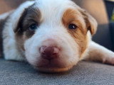 Chiot Border Collie mâle rouge merle tricolore LOF de mai 2026 à réserver