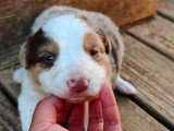 Chiot Border Collie mâle rouge merle tricolore LOF de mai 2026 à réserver