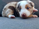 Chiot Border Collie mâle rouge merle tricolore LOF de mai 2026 à réserver