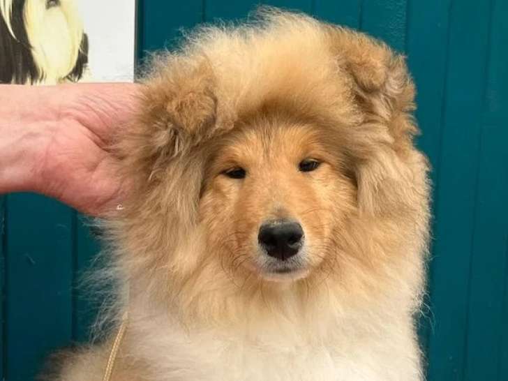 Chiot femelle Collie à Poil Long née en décembre 2025 LOF en vente