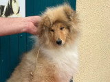 Chiot femelle Collie à Poil Long née en décembre 2025 LOF en vente