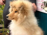 Chiot femelle Collie à Poil Long née en décembre 2025 LOF en vente
