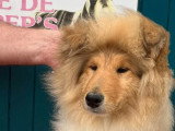 Chiot femelle Collie à Poil Long née en décembre 2025 LOF en vente