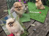 3 chiots Spitz Nain non LOF nés en mars 2026 à vendre