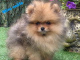 3 chiots Spitz Nain non LOF nés en mars 2026 à vendre
