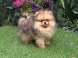 3 chiots Spitz Nain non LOF nés en mars 2026 à vendre