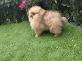 3 chiots Spitz Nain non LOF nés en mars 2026 à vendre