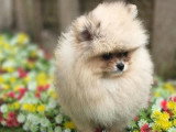3 chiots Spitz Nain non LOF nés en mars 2026 à vendre