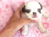 4 chiots Chihuahua Poil Long LOF nés en mai 2026 à réserver