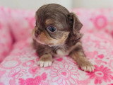 4 chiots Chihuahua Poil Long LOF nés en mai 2026 à réserver