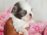 4 chiots Chihuahua Poil Long LOF nés en mai 2026 à réserver