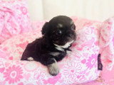 4 chiots Chihuahua Poil Long LOF nés en mai 2026 à réserver