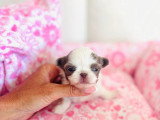 4 chiots Chihuahua Poil Long LOF nés en mai 2026 à réserver