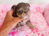 4 chiots Chihuahua Poil Long LOF nés en mai 2026 à réserver