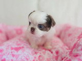 4 chiots Chihuahua Poil Long LOF nés en mai 2026 à réserver